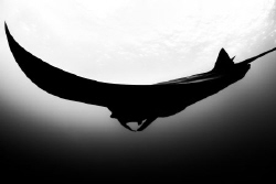 Giant Manta Ray glides past at Roca Partida, Revillagiged... by Nick Polanszky 
